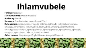 Read more about the article Ihlamvubele