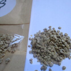 Tomato seeds (30)