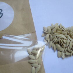 Cucumber seeds (20)