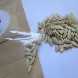 Cucumber seeds (20)