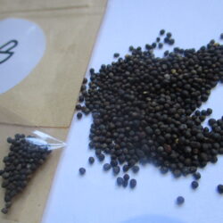 Kale seeds (20)