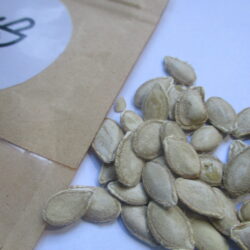 Butternut seeds (15)