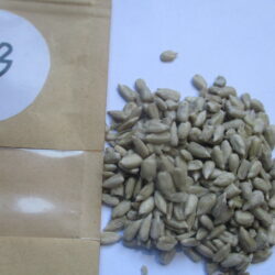 Sunflower seeds (100g)