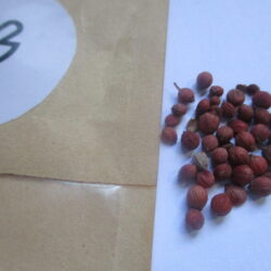 Red sandalwood seeds (3)