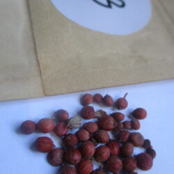 Red sandalwood seeds (3)