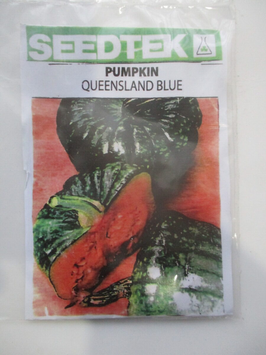 Pumpkin (Queensland Blue)