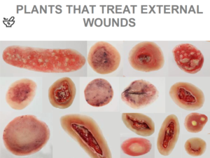 Read more about the article Plants used to treat external wounds