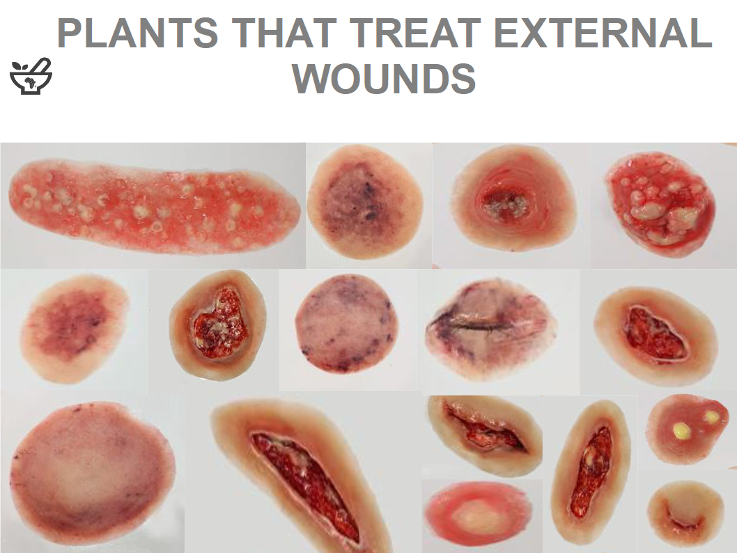 You are currently viewing Plants used to treat external wounds