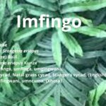 imfingo