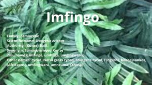 Read more about the article Umfingo