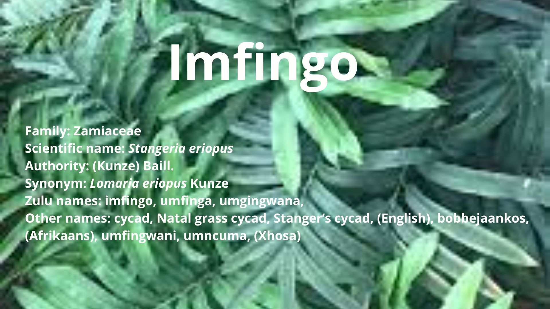 You are currently viewing Umfingo