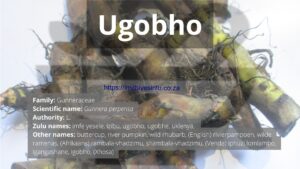 Read more about the article Ugobho