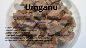 Read more about the article Umganu_