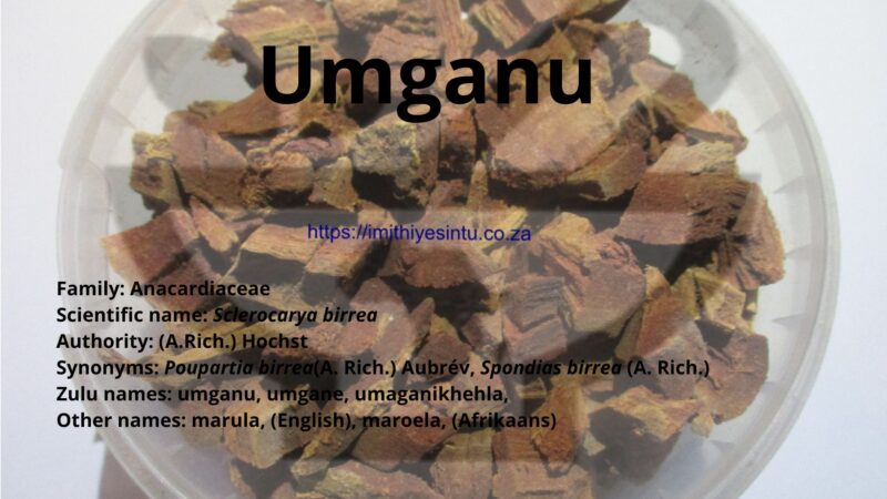 Umugangu Pattern Imithi – IMITHI YESINTU