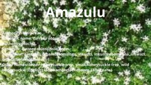 Read more about the article Amazulu