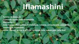 Read more about the article Iflamashini