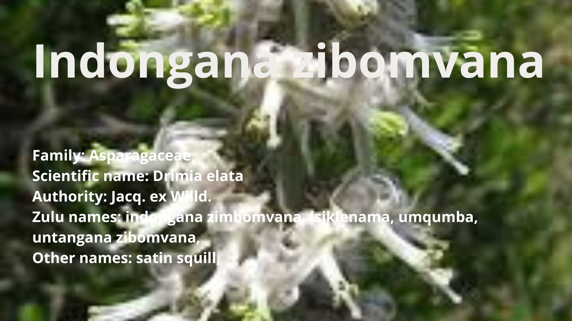 Indongana zibomvana
