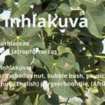 Inhlakuva