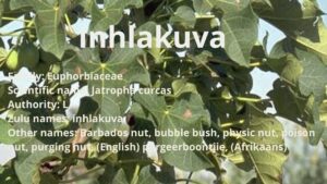 Read more about the article Inhlakuva