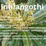 Inhlangothi