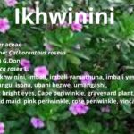 Ikhwinini