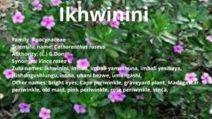 Read more about the article Ikhwinini