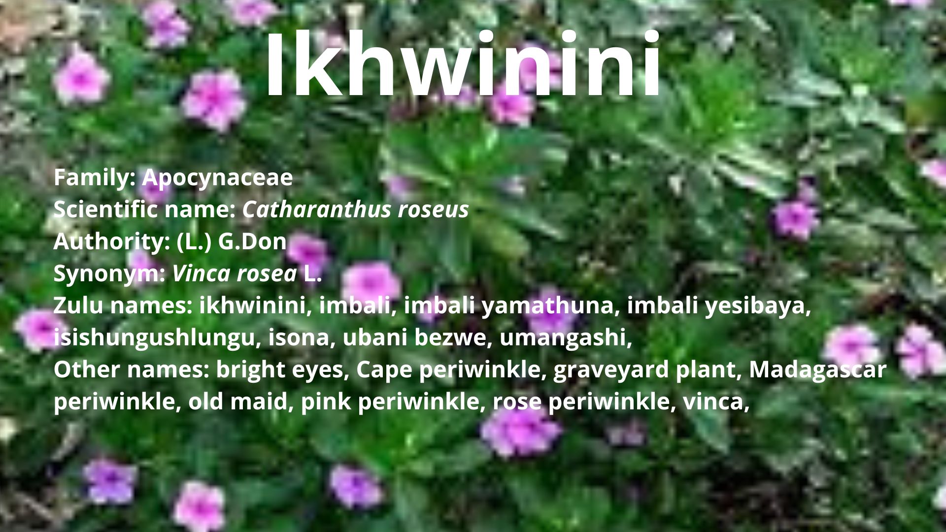 Ikhwinini