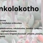 Inkolokotho