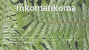 Read more about the article Inkomankoma