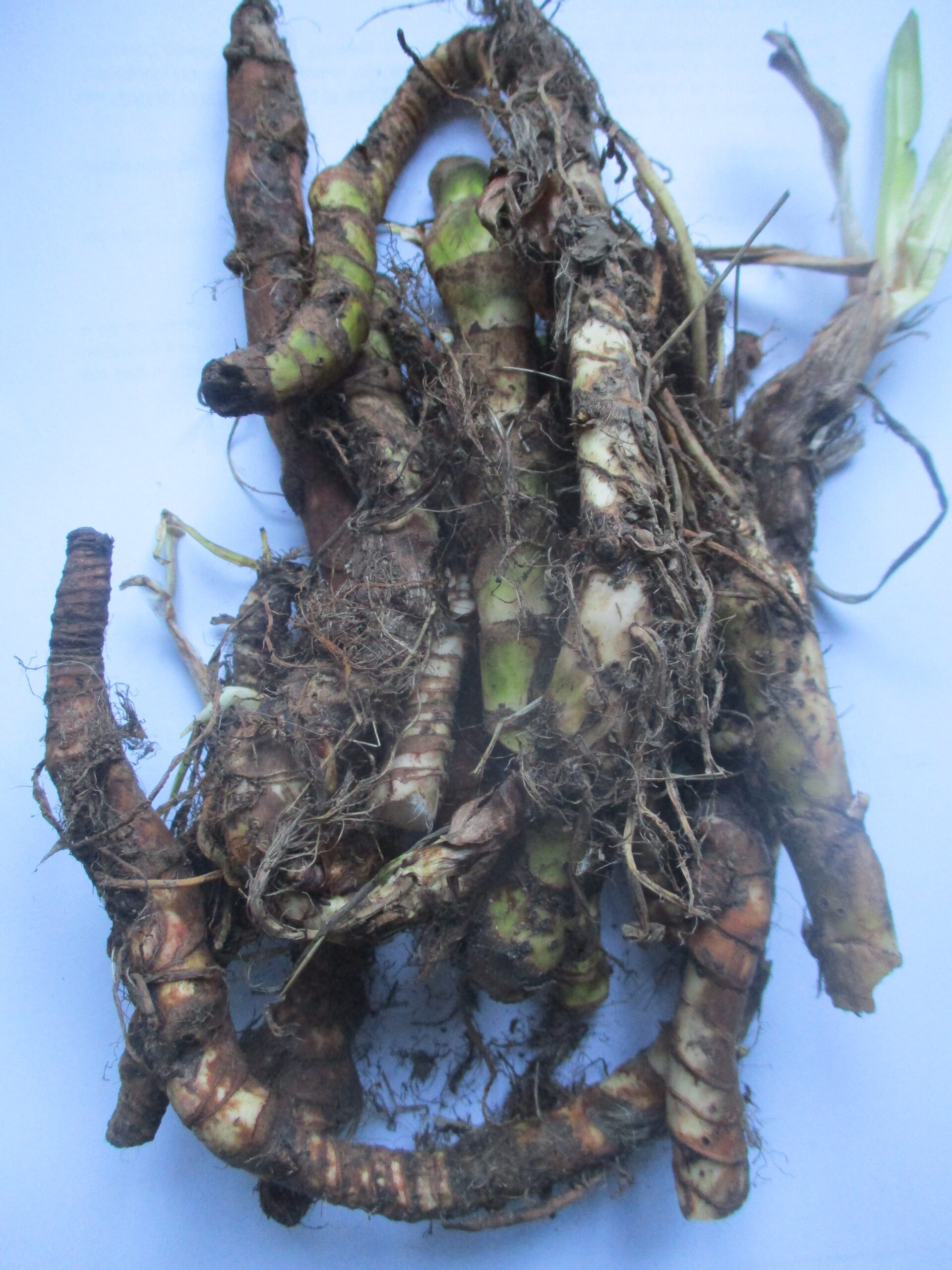 Ikalamuzi dry roots