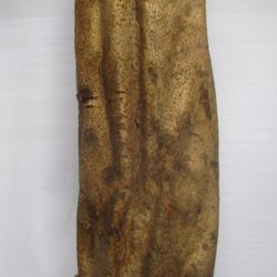 Umvongothi fruit