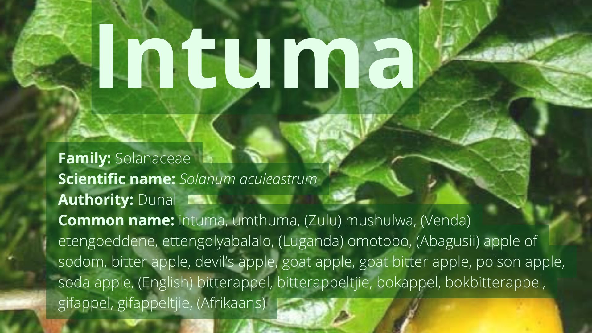 You are currently viewing Intumba