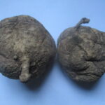Isiqunga – IMITHI YESINTU