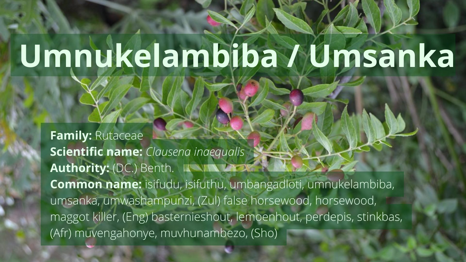 You are currently viewing Mnukelambiba / Mwashampunzi / Msanka