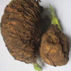 Umahlanganisa powder (50g)