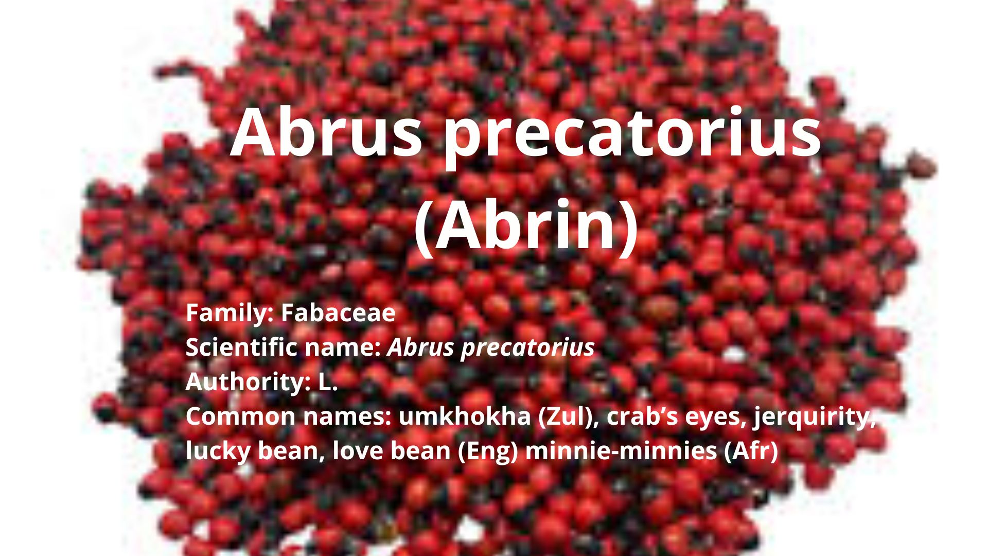 Abrus precatorius (Abrin)