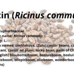 Ricin (Ricinus communis)