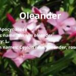 Oleander