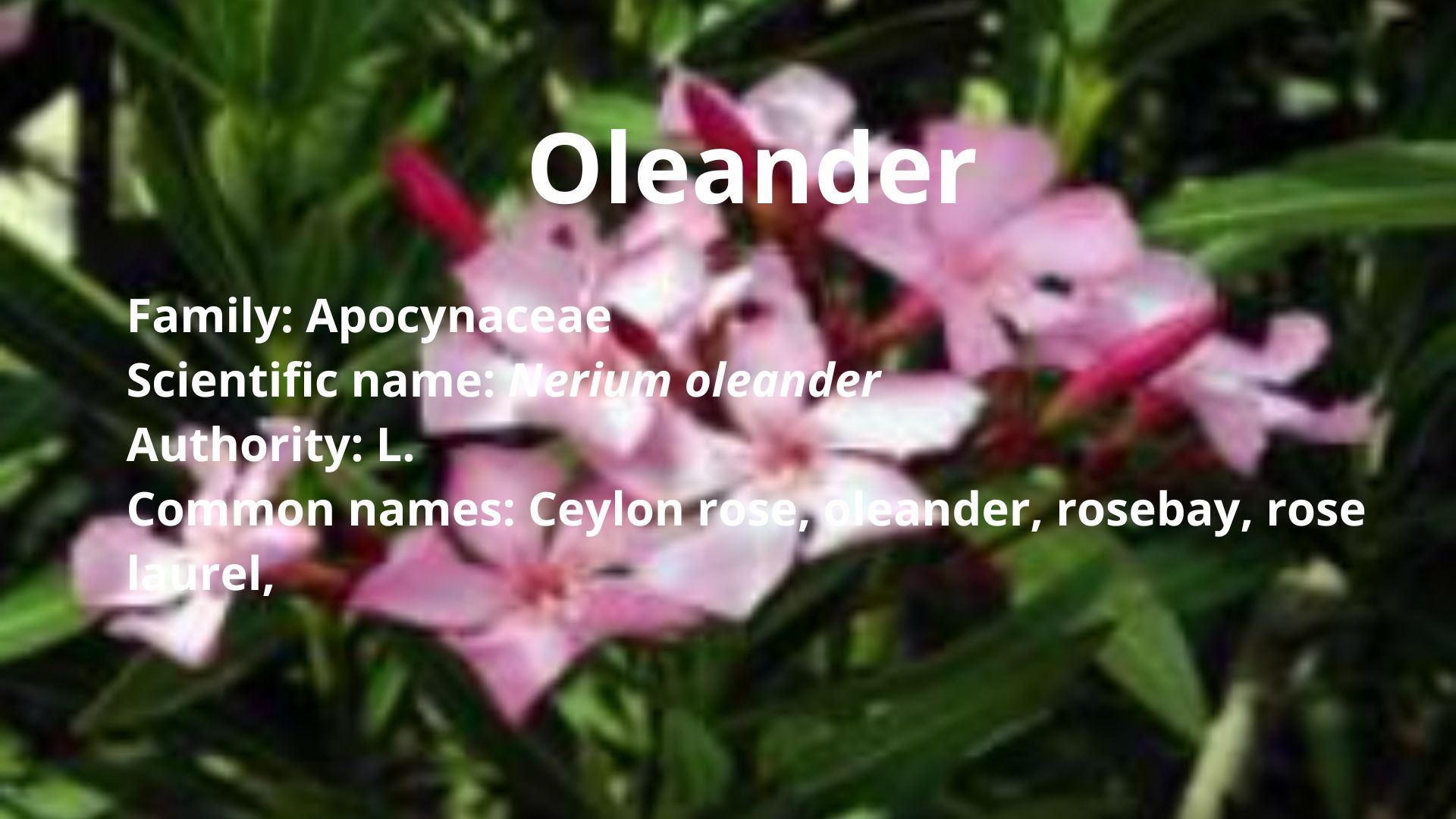 Oleander
