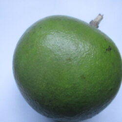 Ihlala Green Fruit