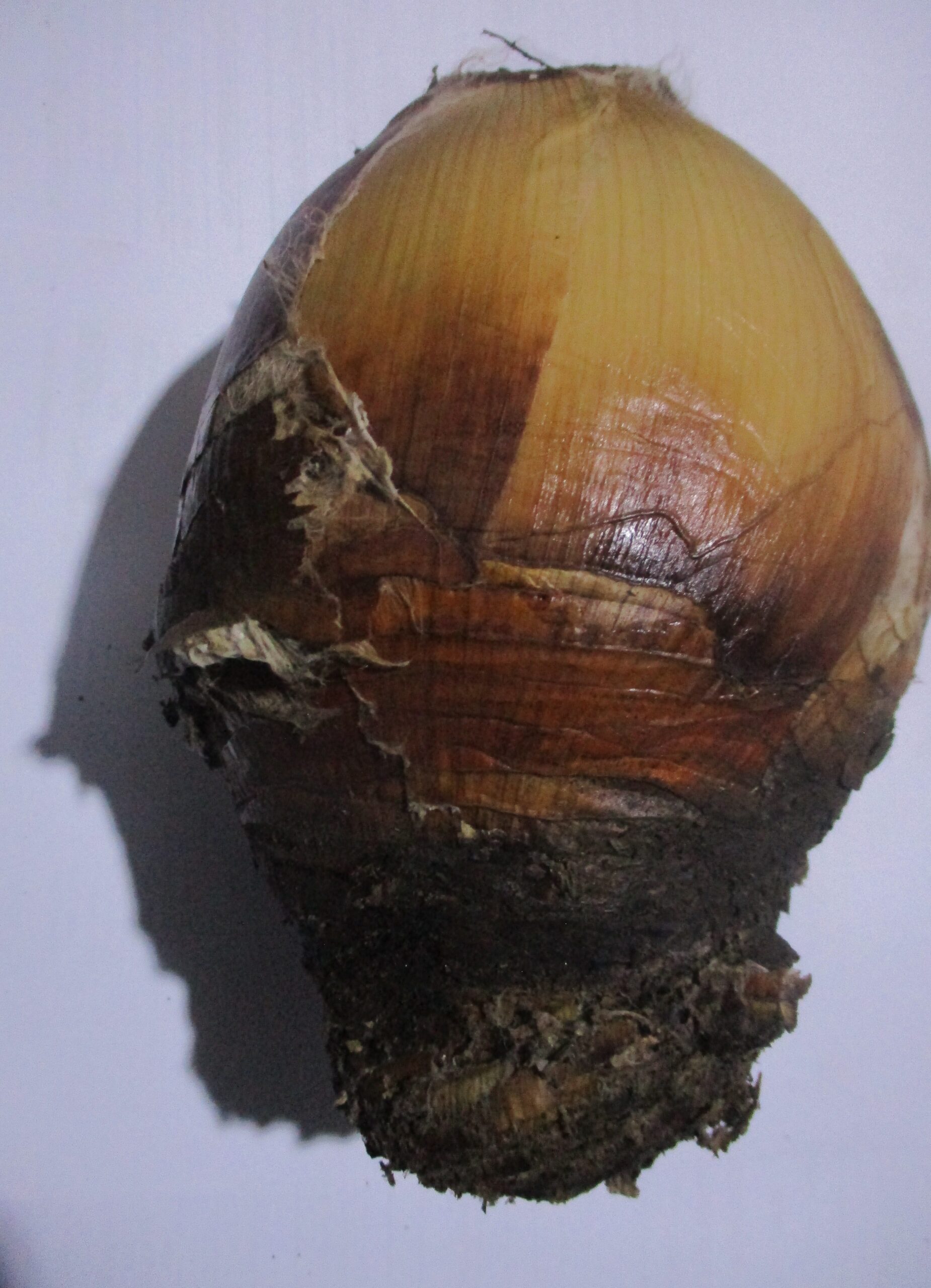 Incotho